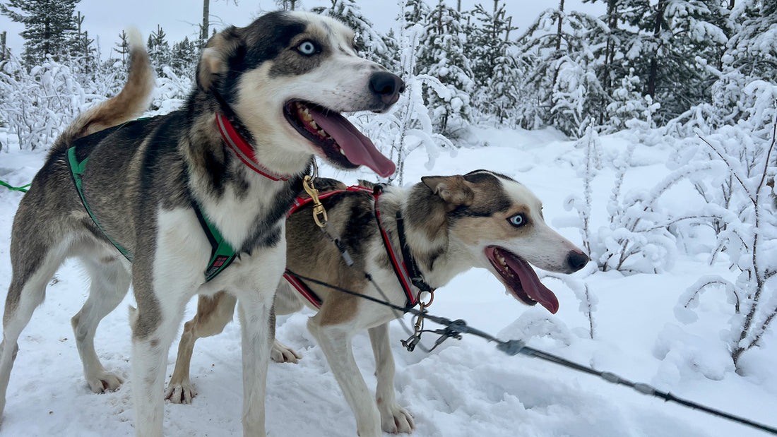 Zu Besuch beim Weihnachtsmann in Rovaniemi