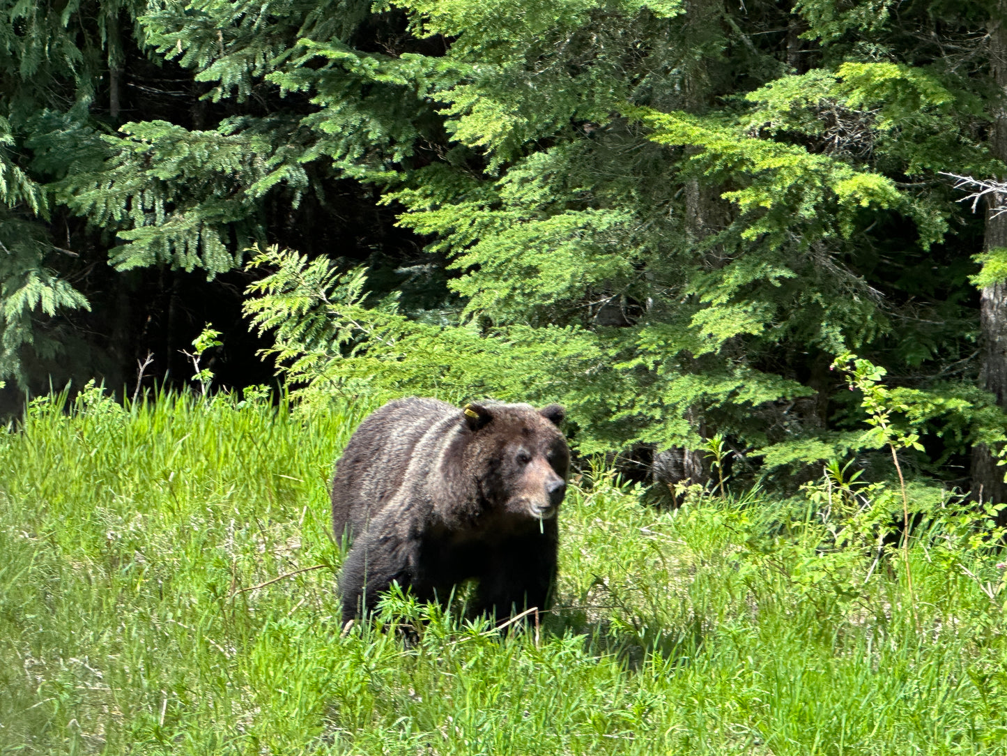 Alaska