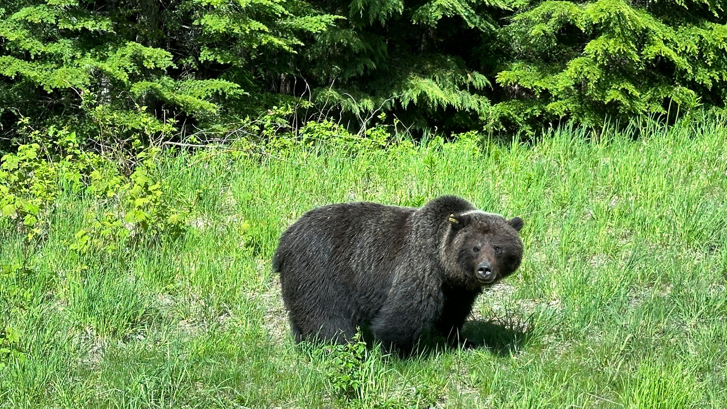 Vancouver/Whistler – Ein urbanes Juwel zwischen Bergen, Ozean und Wildlife