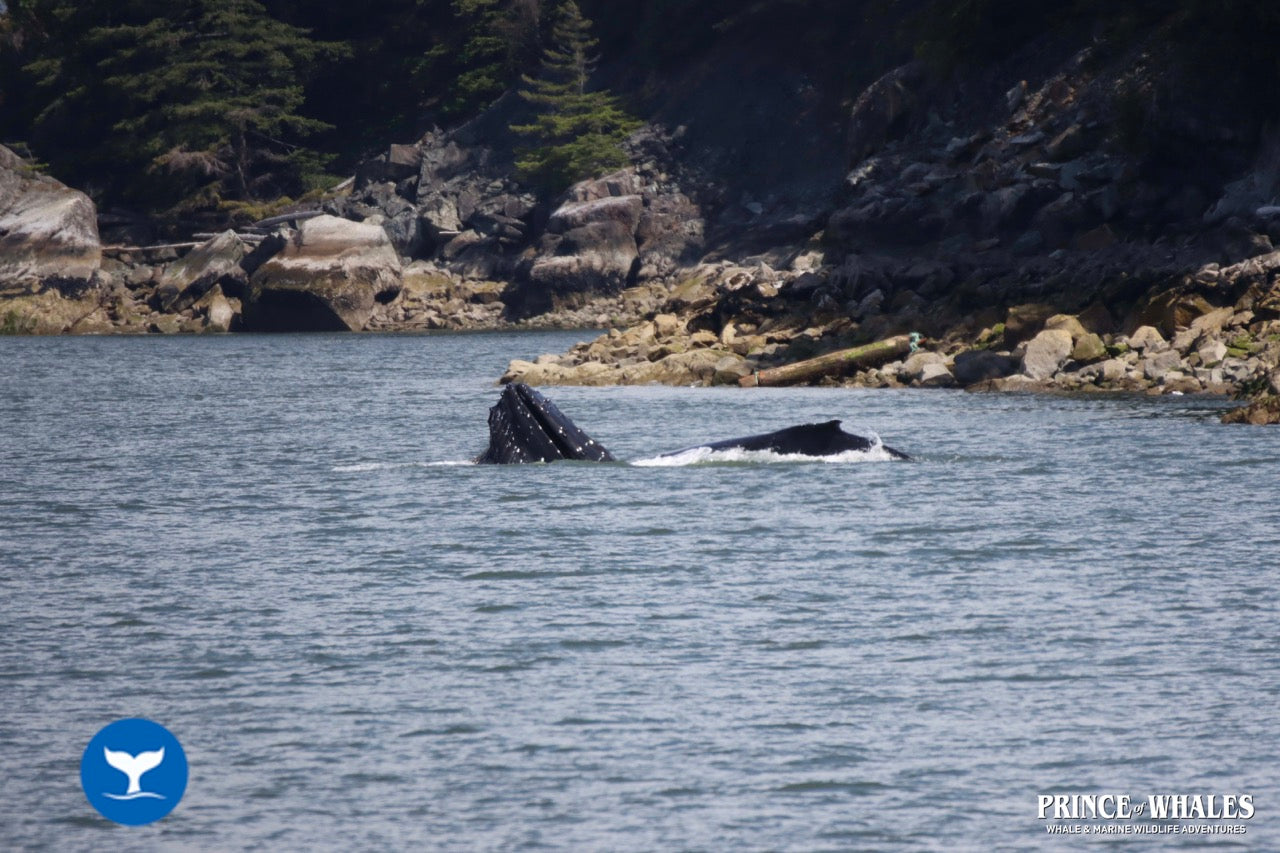 Vancouver/Whistler – Ein urbanes Juwel zwischen Bergen, Ozean und Wildlife